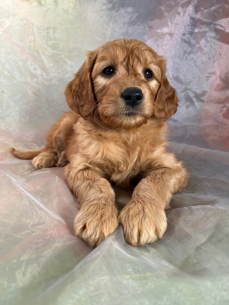 Female F1 Miniature Goldendoodle Pup for Sale $1200 Born 2-1-2024